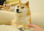 QueenDoggy