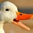 Ducky_TR