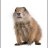 Gofer