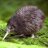 OliKiwi